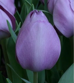 Tulipan Bleu Aimable 8 løg